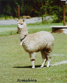 Alpaca Before Shearing